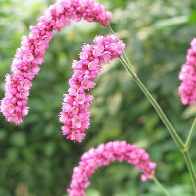 Sinh vào 6 ngày Âm lịch này vừa kinh doanh phát tài lại đào hoa-2