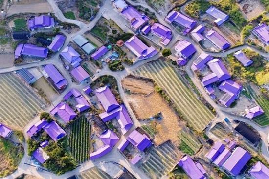 Hòn đảo màu tím hút khách du lịch ở Hàn Quốc