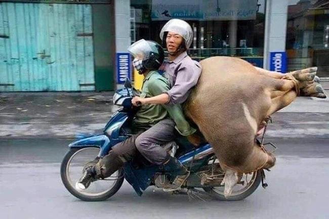 Sốc với phong cách thồ cá sấu nguyên con, làm người bên cạnh toát mồ hôi hột-2