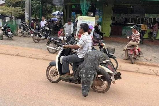 Sốc với phong cách thồ cá sấu nguyên con, làm người bên cạnh toát mồ hôi hột
