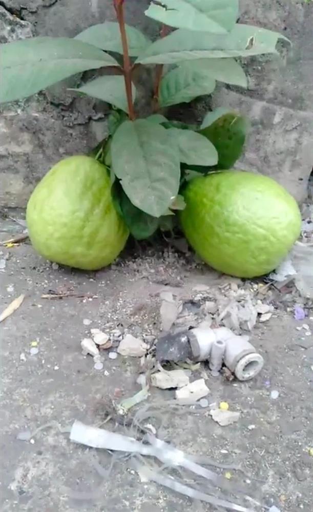 Cây trái quê nhà mọc hiên ngang, sống vui khỏe như trêu ngươi gia chủ-1