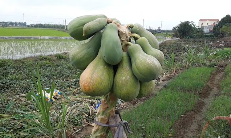 Cây trái quê nhà mọc hiên ngang, sống vui khỏe như trêu ngươi gia chủ-2