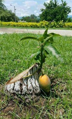 Cây trái quê nhà mọc hiên ngang, sống vui khỏe như trêu ngươi gia chủ-5