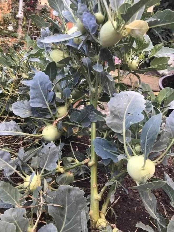 Cây trái quê nhà mọc hiên ngang, sống vui khỏe như trêu ngươi gia chủ-8