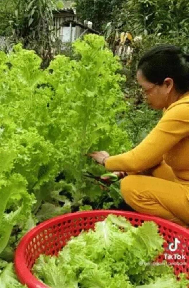 Cây trái quê nhà mọc hiên ngang, sống vui khỏe như trêu ngươi gia chủ-9