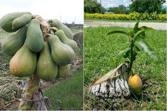 Cây trái 'quê nhà' mọc hiên ngang, 'sống vui khỏe' như trêu ngươi gia chủ