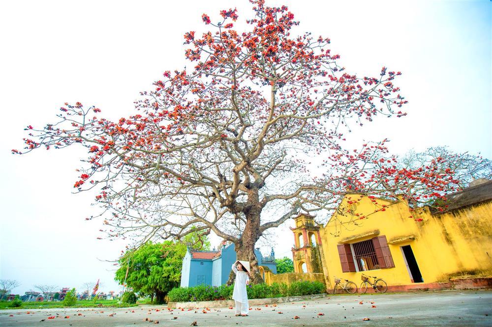 Công chúa nhỏ 3 tuổi hóa nàng thơ trong bộ ảnh bố chụp bên gốc hoa gạo đỏ rực trời Thái Bình-1