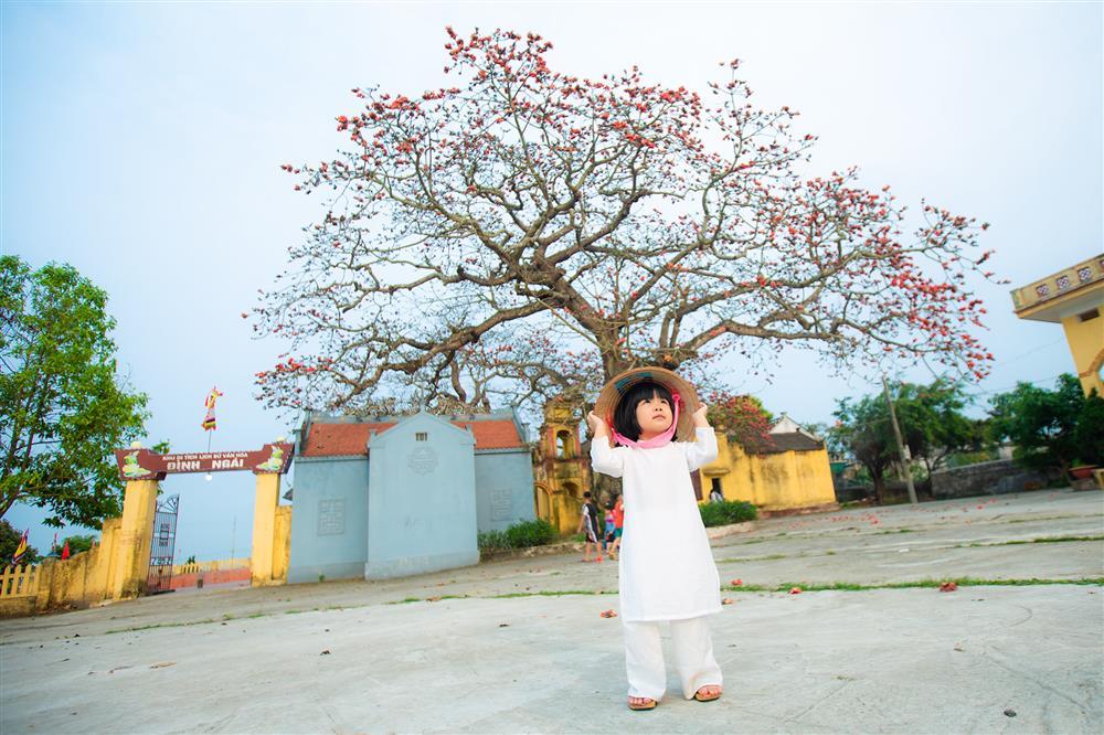 Công chúa nhỏ 3 tuổi hóa nàng thơ trong bộ ảnh bố chụp bên gốc hoa gạo đỏ rực trời Thái Bình-8
