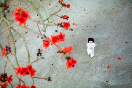 Công chúa nhỏ 3 tuổi 'hóa nàng thơ' trong bộ ảnh bố chụp bên gốc hoa gạo đỏ rực trời Thái Bình