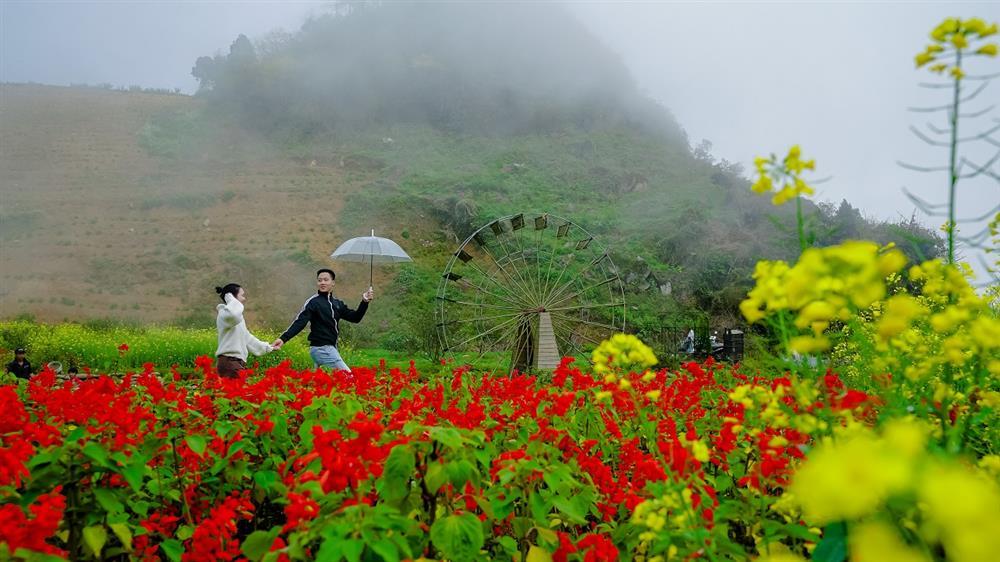 Lên Sa Pa ngắm anh đào Nhật Bản và thung lũng tình yêu tuyệt đẹp-4