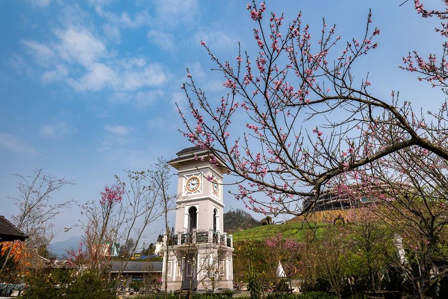 Lên Sa Pa ngắm anh đào Nhật Bản và thung lũng tình yêu tuyệt đẹp-1