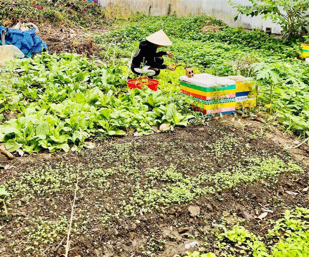 Đã mắt ngắm vườn rau của mẹ Hồ Ngọc Hà giữa đô thị-5