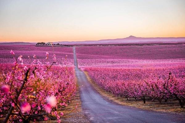 Hoa anh đào bung nở khắp Tokyo-1