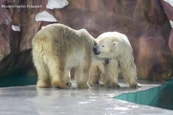 Cây đồng cổ nhất thế giới ở Trung Quốc-1