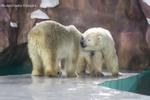 Khách sạn Trung Quốc kín phòng nghỉ xem gấu Bắc Cực