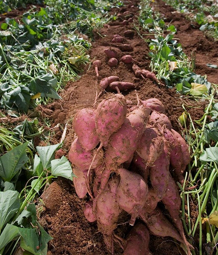 Chỉ cần ăn khoai lang đúng cách, bạn sẽ giảm 2kg/tuần-5