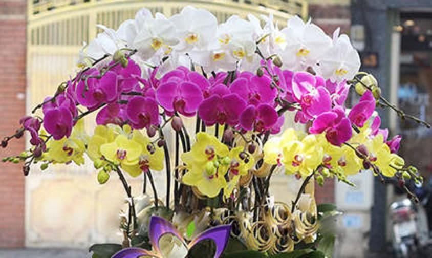 Trưng hoa lan theo phong thủy có đón được tài lộc, phúc khí?-1