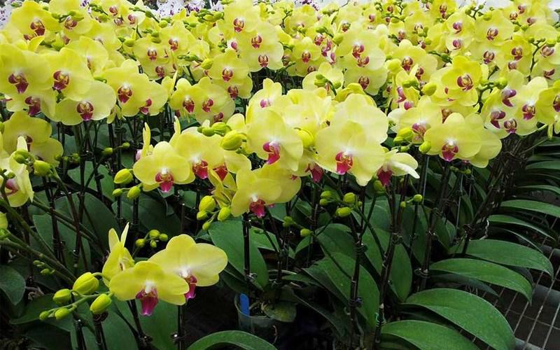 Trưng hoa lan theo phong thủy có đón được tài lộc, phúc khí?-2