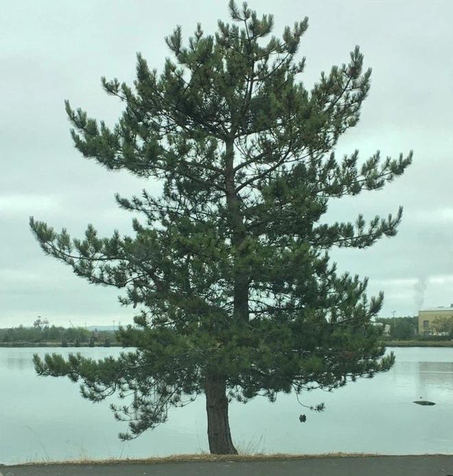 Những thứ nhỏ nhưng có võ, nhìn thôi cũng khiến bạn phát cuồng-9