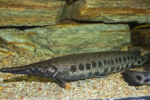 Clip: Hoảng loạn cá sấu ở Thảo Cầm Viên TP HCM sổng chuồng tắm nắng-2