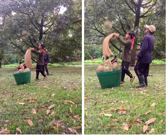 Sốc trước cảnh người Thái Lan thu hoạch sầu riêng từ cây cao-1