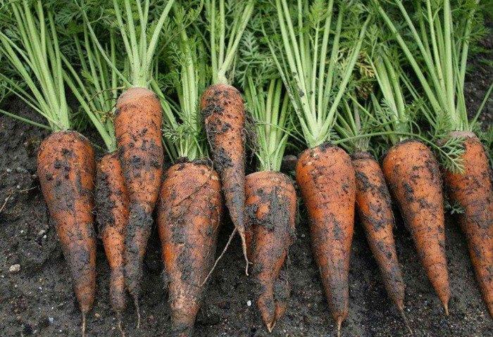 Mua cà rốt, chọn củ nhạt hay sẫm màu, người trồng mách mẹo cực chuẩn-3