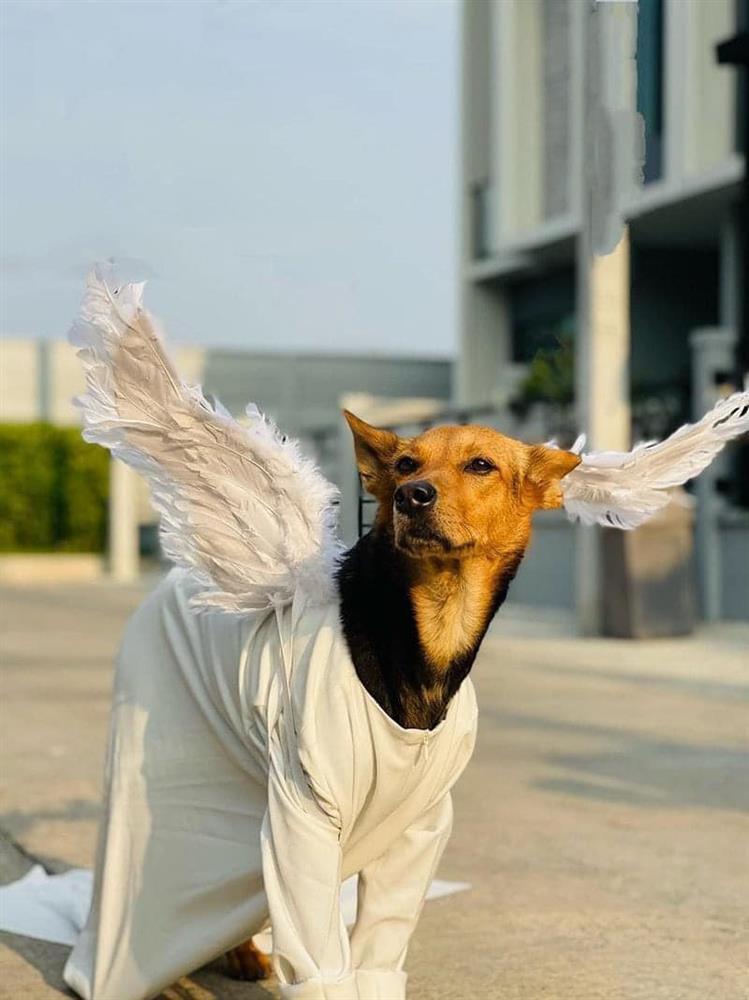 Cuộc sống chuẩn quý tộc của cô chó từng bị bỏ rơi-7