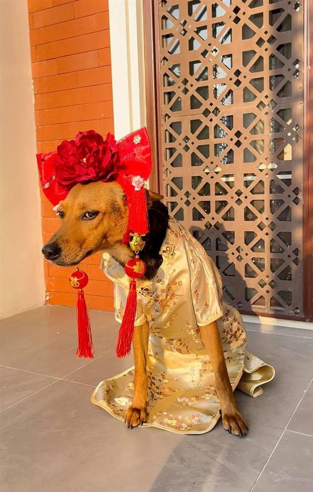 Cuộc sống chuẩn quý tộc của cô chó từng bị bỏ rơi-9