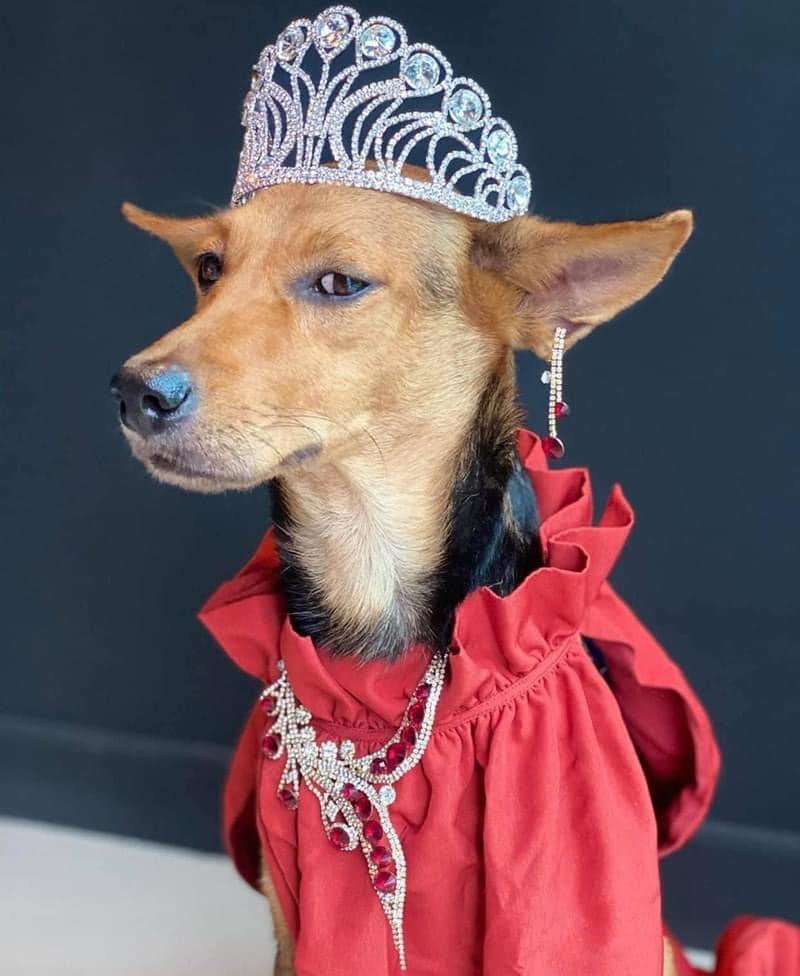 Cuộc sống chuẩn quý tộc của cô chó từng bị bỏ rơi-10