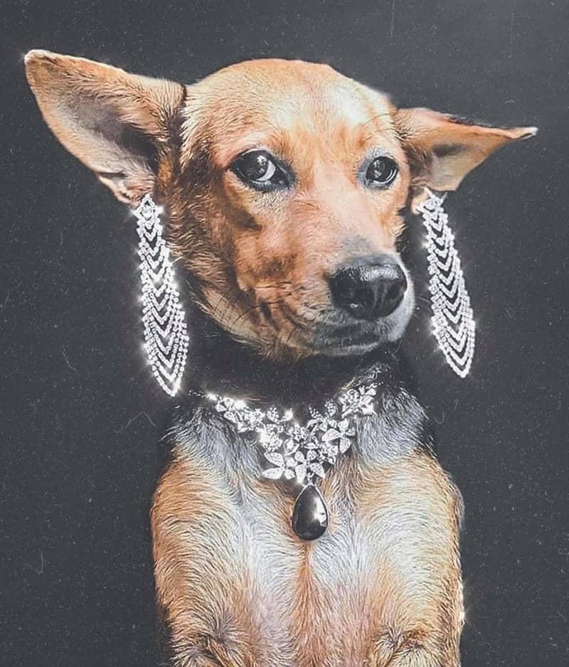 Cuộc sống chuẩn quý tộc của cô chó từng bị bỏ rơi-11