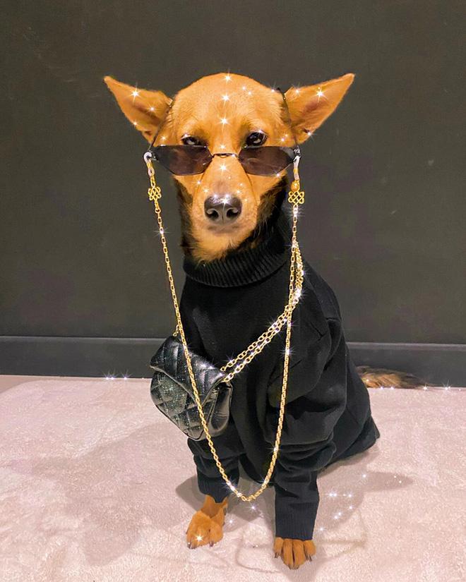 Cuộc sống chuẩn quý tộc của cô chó từng bị bỏ rơi-12