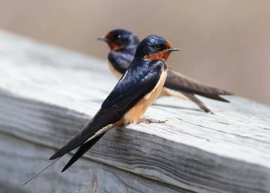 6 con vật là đệ tử của Ngọc Hoàng, mang phúc khí đến nhà-1