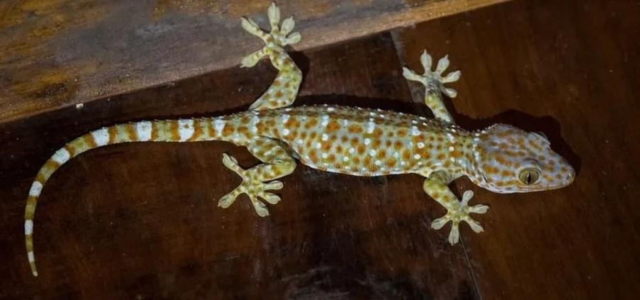 6 con vật là đệ tử của Ngọc Hoàng, mang phúc khí đến nhà-2