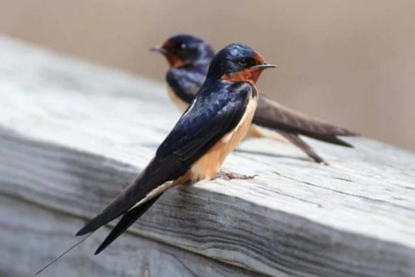 Cuối tuần, 3 con giáp được thần tài gọi tên, tình yêu, tiền bạc như ý-4