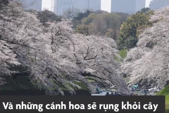 Hoa anh đào bung nở khắp Tokyo