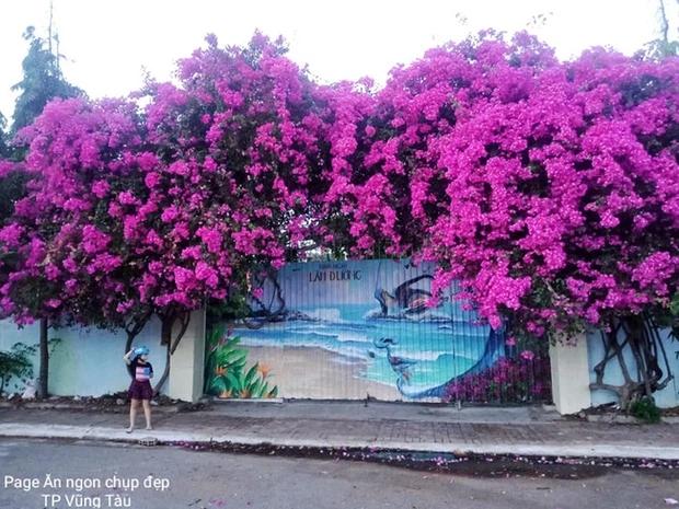 Xôn xao giàn hoa giấy khổng lồ đẹp nhất Vũng Tàu bị kẻ gian chặt gốc?-1