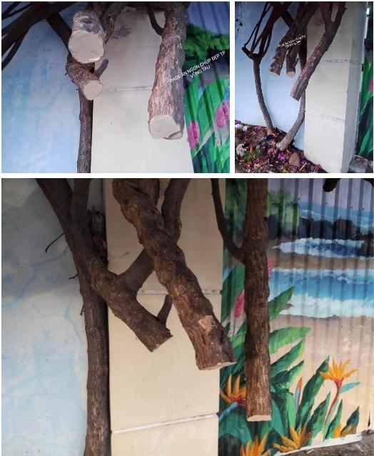 Xôn xao giàn hoa giấy khổng lồ đẹp nhất Vũng Tàu bị kẻ gian chặt gốc?-2