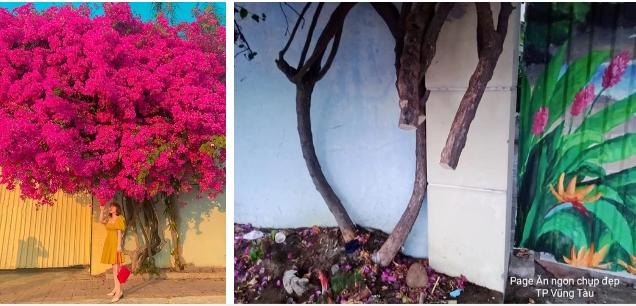 Xôn xao giàn hoa giấy khổng lồ đẹp nhất Vũng Tàu bị kẻ gian chặt gốc?-3