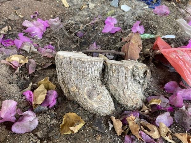 Xôn xao giàn hoa giấy khổng lồ đẹp nhất Vũng Tàu bị kẻ gian chặt gốc?-4