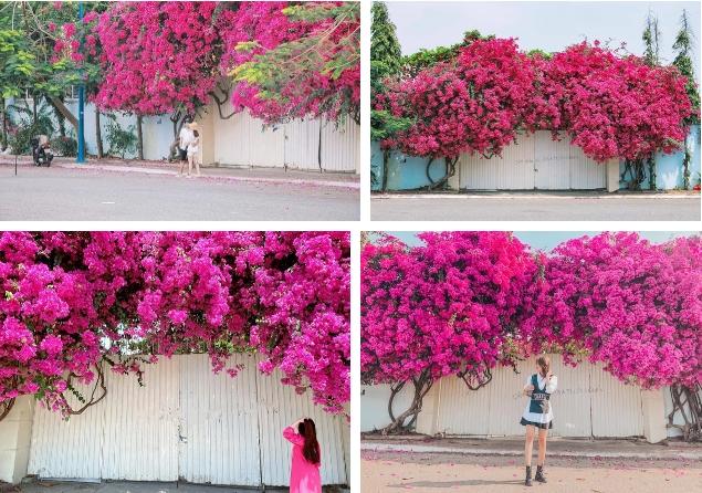 Xôn xao giàn hoa giấy khổng lồ đẹp nhất Vũng Tàu bị kẻ gian chặt gốc?-5