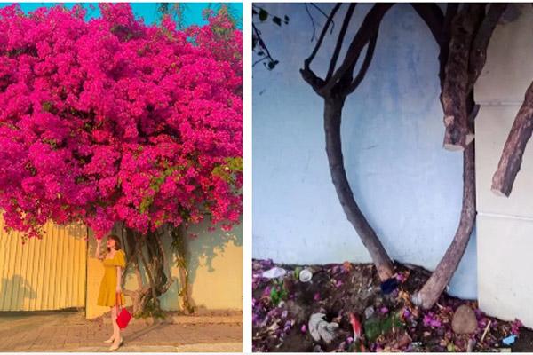 Khởi tố, bắt giam kẻ gian chặt gốc giàn hoa giấy đẹp nhất Vũng Tàu-5