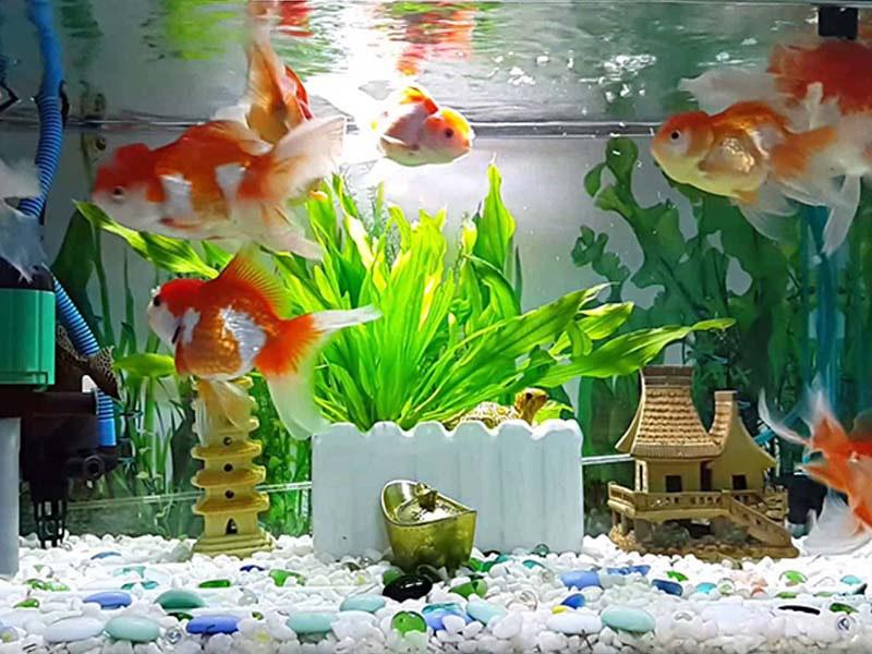 Những cấm kỵ khi đặt bể cá trong nhà nhiều người chưa biết-2