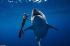 Nhiếp ảnh gia chạm trán cá mập cáo khi lặn biển