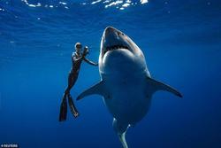 Nhiếp ảnh gia chạm trán cá mập cáo khi lặn biển