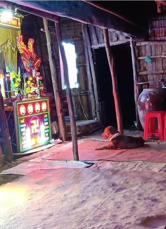 Chủ nhà bị cẩu tặc chích điện tử vong: Chú chó ngồi canh ban thờ suốt đêm-2