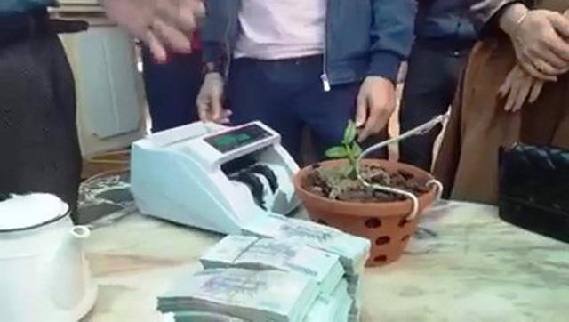 Cây lan 7cm được chuyển nhượng với giá hơn 1,6 tỷ đồng-1