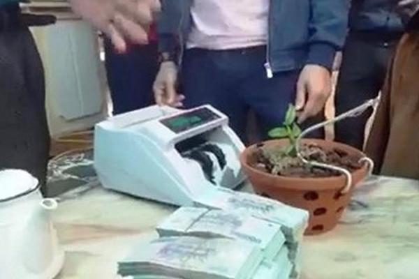 Thương vụ lan Hồng Bồng Lai giá hơn 1,6 tỷ đồng: Chủ vườn lan nói gì?-3