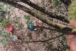 Màn phối hợp thu hoạch sầu riêng từ trên cây cao