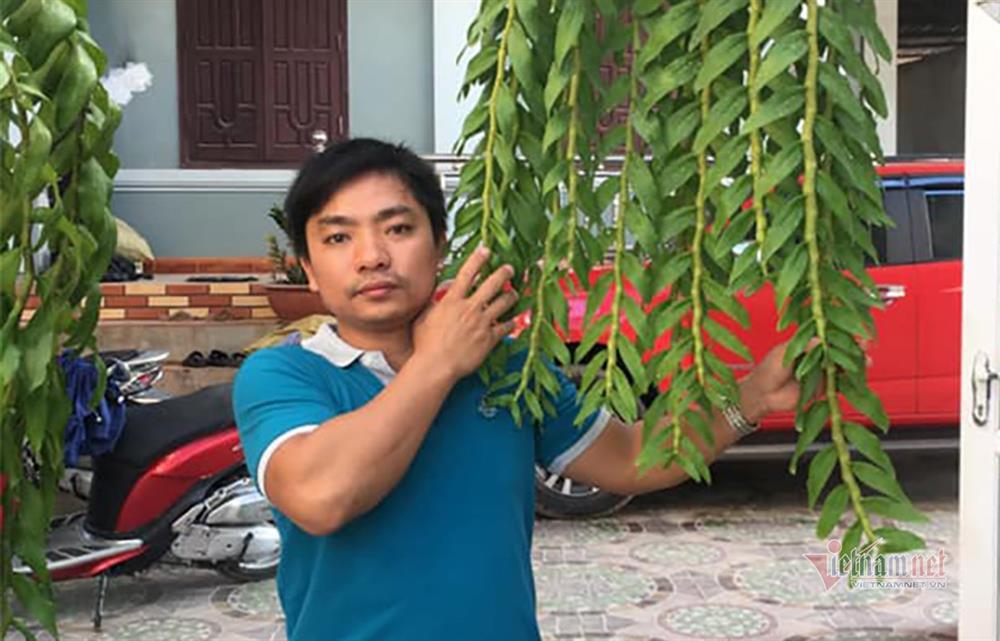 Thương vụ lan Hồng Bồng Lai giá hơn 1,6 tỷ đồng: Chủ vườn lan nói gì?-1