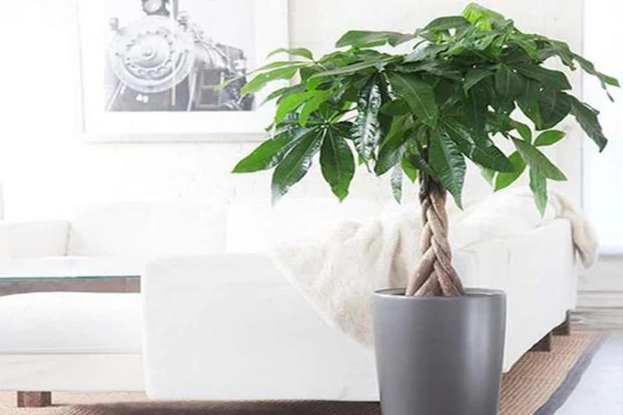 Lặng lẽ đặt 4 cây này lên bàn thờ Thần Tài sẽ khiến ngài ưng bụng-1